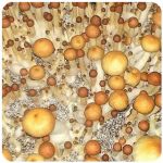 Псилоцибиновые (галлюциногенные) грибы в Тобольске Psilocybin "Golden Teacher" Псилоцибиновые (галлюциногенные) грибы в Тобольске Psilocybin "Golden Teacher"