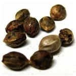 Семена марихуаны АК-47 (Seeds AK-47) в Тобольске Семена марихуаны АК-47 (Seeds AK-47) в Тобольске